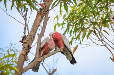 Galah (Eolophus roseicapilla), orta boylu, pembemsi gri tüylü bir kuş, okaliptüs ağacının dalında yüksekte oturan bir çift kuş..