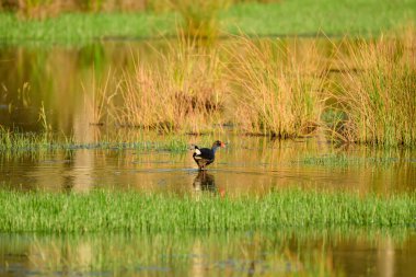 Orta büyüklükte mavi-siyah tüylü bir su kuşu olan Porphyrio porphyrio bataklıklarda sığ sularda dolaşır ve yiyecek arar..