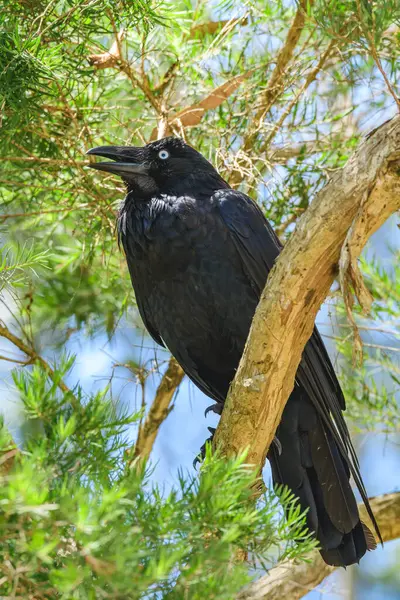 Avustralya kuzgunu (Corvus coronoides) siyah tüylü orta büyüklükte bir kuştur, hayvan yüksek bir ağaç dalında oturur ve gagası açık soğur..