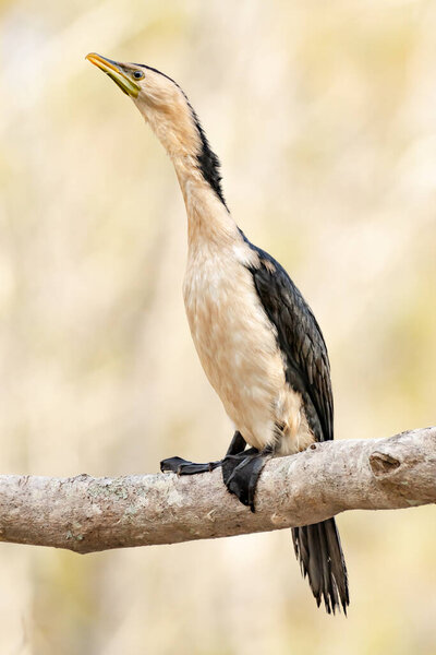 Australasian darter(Anhinga novaehollandiae) a large water bird with dark plumage and a long neck, the animal sits on a tree branch.