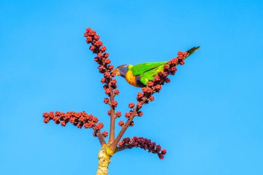 Gökkuşağı lorisi (Trichoglossus moluccanus) papağanı, renkli küçük kuş, hayvan ağaç dalında yüksekte oturur ve çiçek yer.