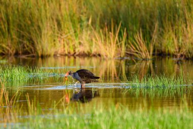 Orta büyüklükte mavi-siyah tüylü bir su kuşu olan Porphyrio porphyrio bataklıklarda sığ sularda yürür ve bitki yer..