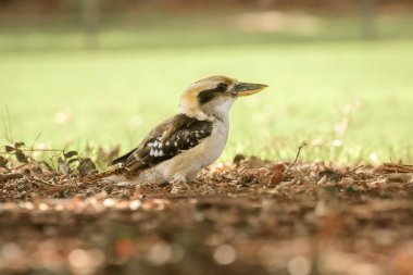 Gülen yalıçapkını (Dacelo novaeguineae) orta büyüklükte bir kuş, bir şehir parkında yerde oturan bir hayvan.