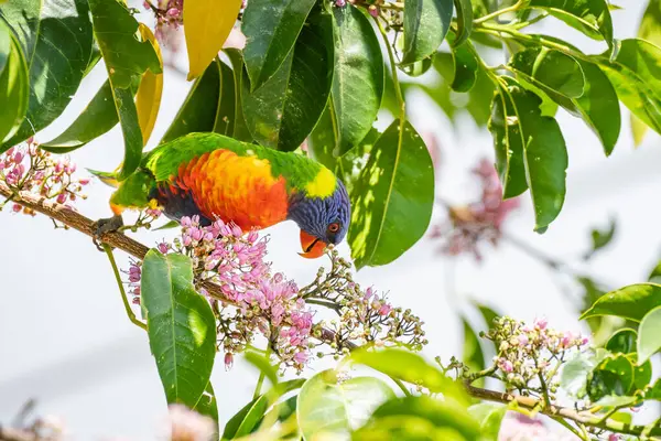 Regenbogen Lorikeet Trichoglossus Moluccanus Papagei Bunter Kleiner Vogel Tier Sitzt lizenzfreie Stockfotos