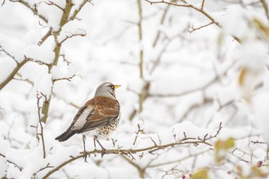 Fieldfare (Turdus pilaris) orta büyüklükteki göçmen kuş, kış günlerinde karla kaplı dallar arasında oturur..
