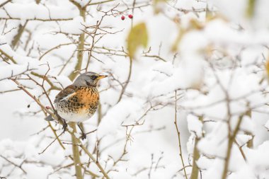 Fieldfare (Turdus pilaris) orta büyüklükteki göçmen kuş, kış günlerinde karla kaplı dallar arasında oturur..