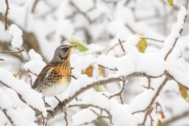 Fieldfare (Turdus pilaris) orta büyüklükteki göçmen kuş, kış günlerinde karla kaplı dallar arasında oturur..