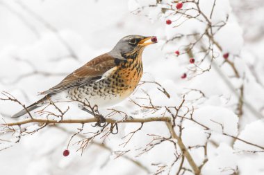 Turdus pilaris (Turdus pilaris) orta büyüklükte bir göçmen kuş olup, renkli bir kuş, karla kaplı dalların arasında oturur ve kışın kırmızı meyveler yer..
