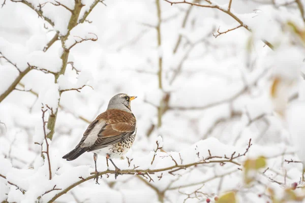 Fieldfare (Turdus pilaris) orta büyüklükteki göçmen kuş, kış günlerinde karla kaplı dallar arasında oturur..