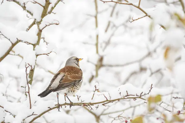 Fieldfare (Turdus pilaris) medium sized migratory bird, colorful bird sits between snow-covered branches on a winter day.