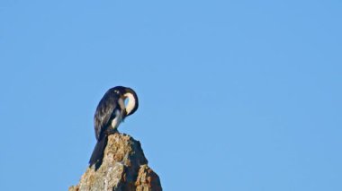 Büyük bir karabatak (Phalacrocorax carbo) koyu tüylü büyük bir su kuşu bir kayanın üzerinde oturur ve tüylerini temizler..
