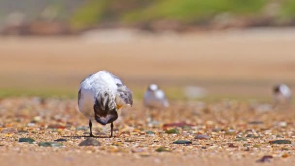 大冠燕鸥 Thalasseus Bergii 是一种中等体型的鸟类 栖息在海边沙滩上 清理羽毛 — 图库视频影像
