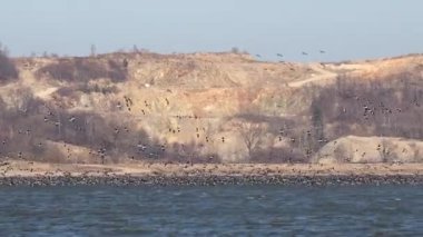 Greylag kaz (Anser anser) binlerce büyük su kuşu sürüsü, güneşli bir günde uçan kuşların görüntüsü olan göle inerler..