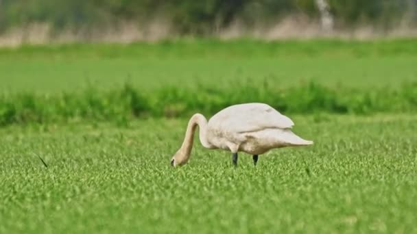 Mute Swan Cygnus Olor Large Water Bird White Plumage Orange — Stockvideo