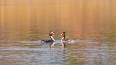 Great crested grebe - Podiceps cristatus - medium-sized water birds perform a pair mating ritual on a lake by the shore overgrown with reeds, summer day.