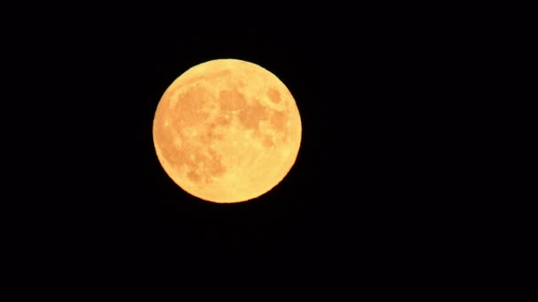 Łowcy Pełni Księżyca Pomarańczowy Wschód Księżyca Widocznymi Kraterami Powierzchni Naturalny — Wideo stockowe