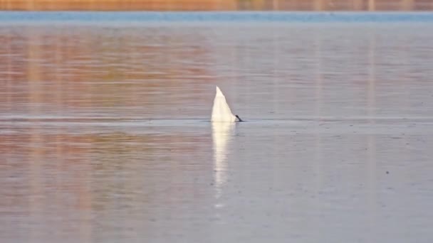 Cisne Mudo Cygnus Olor Grande Pássaro Aquático Com Penas Brancas — Vídeo de Stock
