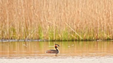 Great crested grebe - Podiceps cristatus - A medium-sized water bird swims in the calm water of the lake on a summer day.