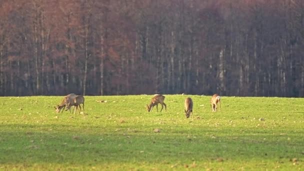 森の近くの野原で鹿の小さな群れは 動物が緑の植物を食べる — ストック動画