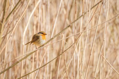 Avrupa bülbülü (Erithacus rubecula) renkli tüylü küçük bir kuştur, hayvan güneşli bir günde gölün kıyısındaki sazlıkların arasında bir dalda oturur..