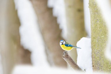 Eurasian blue tit (Cyanistes caeruleus) a small bird with colorful plumage, the animal sits on a tree branch on a winter day.