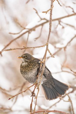 Fieldfare (Turdus pilaris) gri tüylü orta boy kuş, bir kış günü bir ağaç dalına oturur..