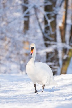 Büyük bir su kuşu olan dilsiz kuğu (Cygnus olor), beyaz tüylü yetişkin bir kuştur ve gölün kıyısında kar üzerinde yürür. Güneşli kış günü.