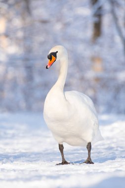 Büyük bir su kuşu olan dilsiz kuğu (Cygnus olor), beyaz tüylü yetişkin bir kuştur ve gölün kıyısında kar üzerinde yürür. Güneşli kış günü.