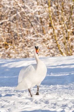 Büyük bir su kuşu olan dilsiz kuğu (Cygnus olor), beyaz tüylü yetişkin bir kuştur ve gölün kıyısında kar üzerinde yürür. Güneşli kış günü.