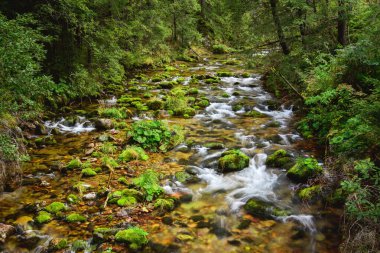 Ormanda bir dağ nehri, nehir yatağında alçak su seviyesi, taşların arasından akan su..