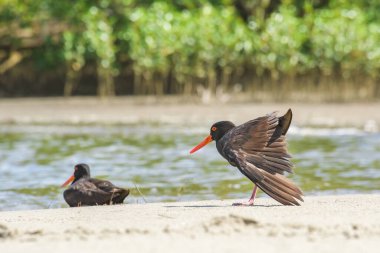 Siyah istiridye avcısı (Haematopus bachmani), koyu tüylü, kırmızı gagalı orta boylu bir kuştur ve nehir kıyısındaki kumlu bir sahilde bulunur..
