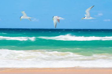Beyaz ve gri tüylü orta büyüklükte bir kuş olan Thalasseus bergii, deniz kıyısındaki kumlu sahilde yiyecek aramak için alçaktan uçar..