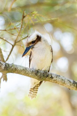 Gülen yalıçapkını (Dacelo novaeguineae) orta büyüklükte bir kuş, doğal ortamdaki bir ağaç dalında oturan bir hayvan.
