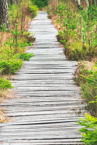 Ormandaki turistik bir bataklıktan geçen ahşap bir gezinti güvertesi, Masa Dağları 'ndaki bir turist yürüyüş yolu..
