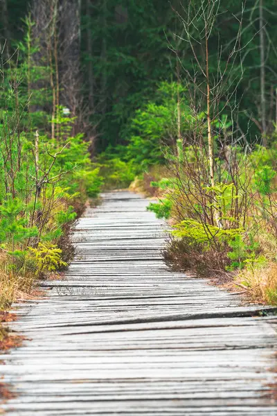 Ormandaki turistik bir bataklıktan geçen ahşap bir gezinti güvertesi, Masa Dağları 'ndaki bir turist yürüyüş yolu..