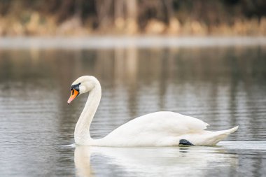 Mute swan - Cygnus olor - a large water bird with white plumage and orange beak and a long neck, the bird swims on the lake.