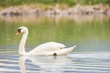 Mute swan - Cygnus olor - a large water bird with white plumage and orange beak and a long neck, the bird swims on the lake.