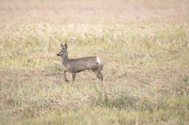 Roe geyiği (Capreolus capreolus) kahverengi kürklü bir memeli, hayvan bir tarlada durur ve izler..