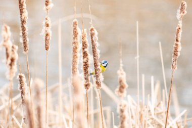Eurasian blue tit (Cyanistes caeruleus) a small bird with blue-yellow plumage, the animal sits on a reed and nibbles seeds.