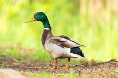 Mallard (Anas platyrhynchos) erkek, renkli tüylü büyük su kuşu, bitki örtüsünün arasında havuzun kenarında durur..