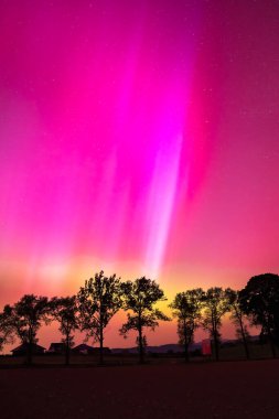 Polonya 'nın kuzey ışıkları, gece gökyüzünde renkli bir gösteri yol kenarındaki ağaçların üzerinde bir ışık fenomeni. Gökyüzünün kuzey kısmının görüntüsü.