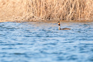 Great crested grebe - Podiceps cristatus - A medium-sized water bird swims on the lake by the shore overgrown with reeds, summer day.