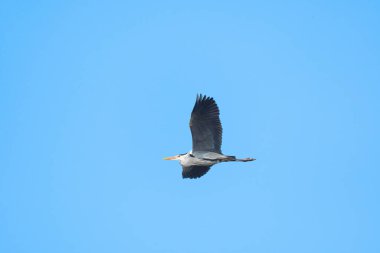 Gri balıkçıl (Ardea cinerea) uçan büyük bir su kuşu, hayvan gökyüzünde alçaktan uçar..