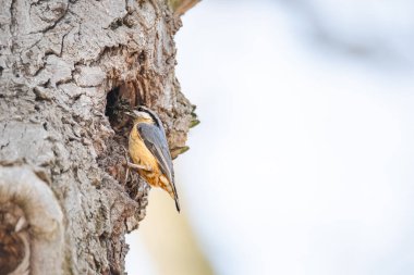 Avrasya tımarhanesi (Sitta europaea) turuncu tüylü küçük bir kuş bir deliğin yakınındaki ağaç gövdesinde oturur ve deliğe yosun getirir..