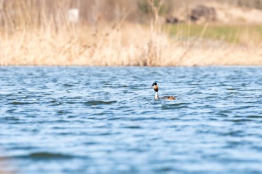 Great crested grebe - Podiceps cristatus - A medium-sized water bird swims on the lake by the shore overgrown with reeds, summer day.