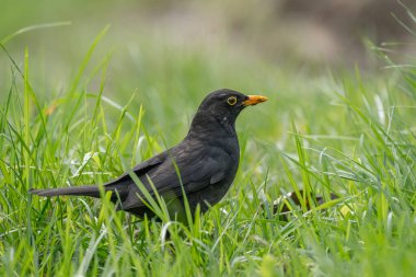 Siyah tüylü orta büyüklükte bir kuş olan Turdus merula (Turdus merula) erkek, yeşil çimlerde durur ve yiyecek arar..