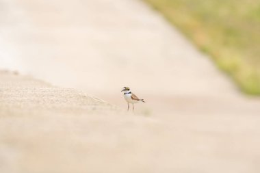 Orta büyüklükte bir göçmen kuş olan Charadrius hiaticula, güneşli bir yaz gününde beton bir duvarda durur..