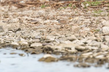 Orta büyüklükte bir göçmen kuş olan Palamut (Charadrius hiaticula), gölün kayalık kıyılarında yürürken yiyecek arar..