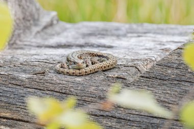 Kum kertenkelesi (Lacerta agilis) dişi, popüler bir kertenkele türüdür, kahverengi bir sürüngen ağaç gövdesinde uzanır ve güneşin tadını çıkarır..