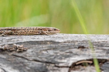 Kum kertenkelesi (Lacerta agilis) dişi, popüler bir kertenkele türüdür, kahverengi bir sürüngen ağaç gövdesinde uzanır ve güneşin tadını çıkarır..